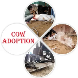 Cow Adoption