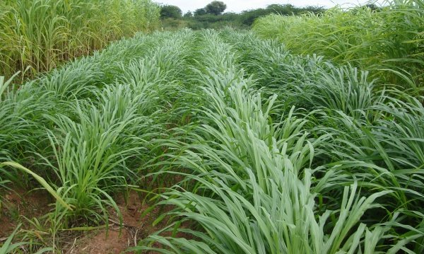 Fodder - Image 3