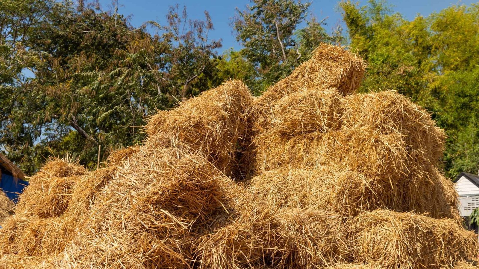 Fodder - Image 2